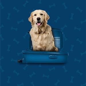 Pet Friendly Hotel ILUNION Suites Madrid Madrid