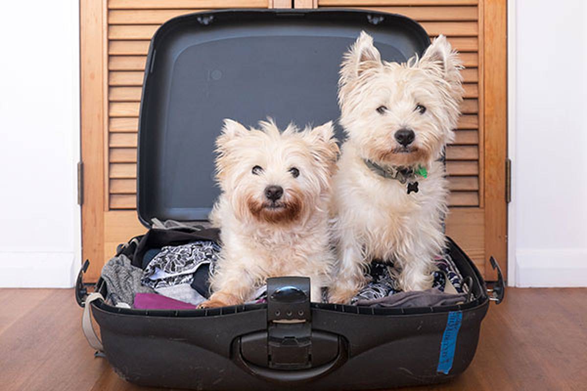 2. informarnos de tu mascota Hotel ILUNION Suites Madrid
