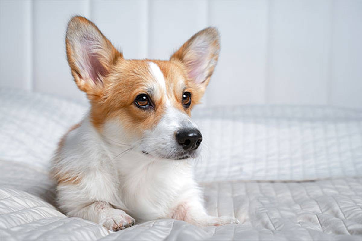 1. selecciona una habitación pet friendly Hotel ILUNION Suites Madrid