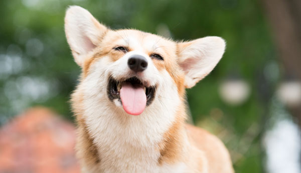 Consulta los establecimientos donde puedes traer a tu mascota Hotel ILUNION Suites Madrid